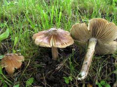 Vigyázat, susulyka veszély!