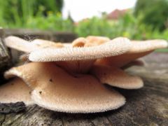 Sörtés dücslőgomba