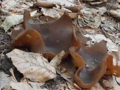 Idén mindenfelé csészegombákat lelünk