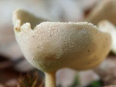 Nyeles csészegomba, Helvella macropus