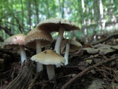 Fehér porhanyósgomba - csak lehetett eső...