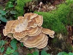 Óriás likacsosgomba, Meripilus giganteus