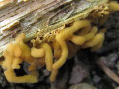 Arcyria pomiformis(?) - nyálkagomba faj