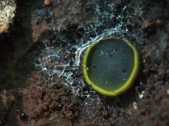 Olívzöld csészegomba*, Catinella olivacea