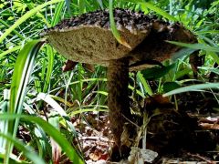 Pikkelyes tinórú (védett)