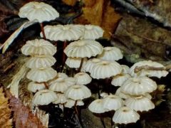 Nyakörves szegfűgomba