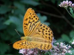 Vigaszfotó - ha már gomba nincs