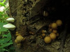 Ánizstapló, tőkegombák odvas fűz rönkön