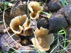 Melegágyi csészegomba, Peziza vesiculosa