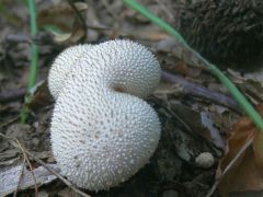 Torz bimbós pöfeteg, Lycoperdon perlatum
