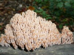 Csészés álkorallgomba, Artomyces pyxidatus