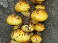 Rozsdasárga tőkegomba, Pholiota aurivella