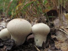 Bimbós pöfeteg, Lycoperdon perlatum