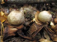 Hármas csillaggomba, Geastrum triplex