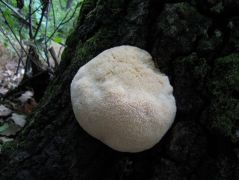 2008.09.19-én újra előjött a gomba