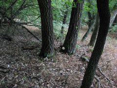 400-420 m magasan, cseres-tölgyesben