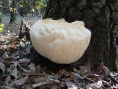 Októberben hétszer voltam a gombánál