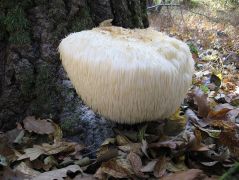 Kifejlődve 29 cm széles, 22 cm magas volt