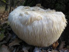 A tüskevégek elkezdtek sárgulni és felgörbülni