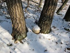 2009.01.10-én már kb. 110 napos a gomba