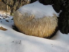 A tüskevégek újra rugalmasak, hajlékonyak