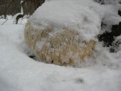 Február 15-én már újra hó takarta