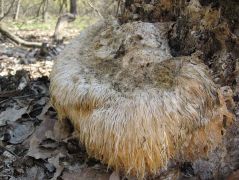 Április 5-én a gomba 200 napos