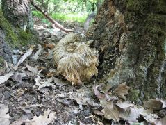 Május 1-én leszakadva találtam