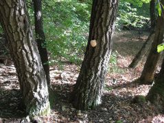 1 méter magasan jött elő a süngomba