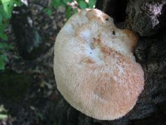 Felső részén rágásnyomok vannak