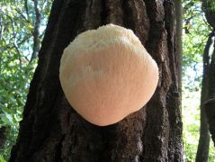 A tüskevégek a tavalyi fehérrel ellentétben vöröses rózsaszín árnyalatúak