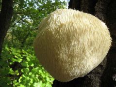 A süngomba rendesen kapja a táplálékot gazdafájától