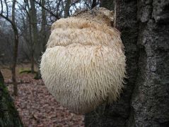 12.10-én kezdődik a gomba leválása