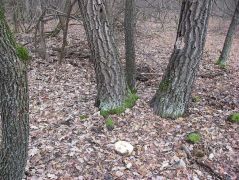 100 nappal az előbújás után leszakadt