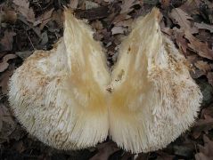 Kettévágtam és a közeli faüregekbe raktam