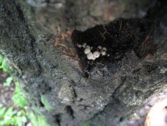 2010.09.12-én 10-14 önálló, borsó nagyságú kezedemény volt látható