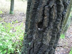 A tavalyi üregben - később elfolyósodtak