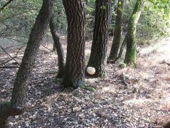 2011.09.22-én újra a régi helyén, kifejlődve