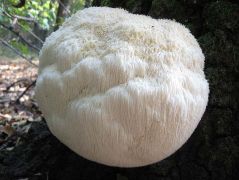 Két hetes lehetett akkor