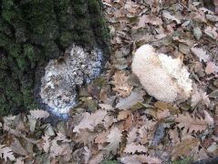 11.24-én a gombát leszakadva találtam