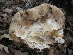 A környező tölgyek üregeibe raktam