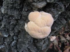 2013.09.15. Egy évet pihent, most újra előjött