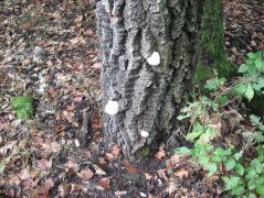 Három termőtest, most a cserfa túloldalán