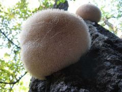 Bespórázott pókhálók,vagy légmicéliumok?