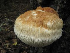 A felső teteje már színesedik