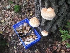 Vannak olyan gombák is, amiket le is szedek