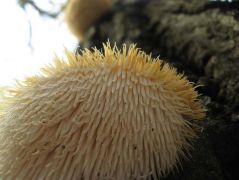 A tüskék felgörbülése, alulnézetben