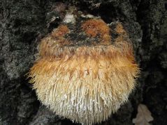 11.01 - A felső megbillent, majd leszakadt