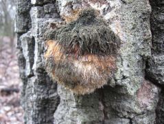 Az alsó, a legsatnyább, fekete sapkában