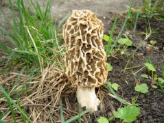 Ízletes kucsmagomba a hátsó kertben